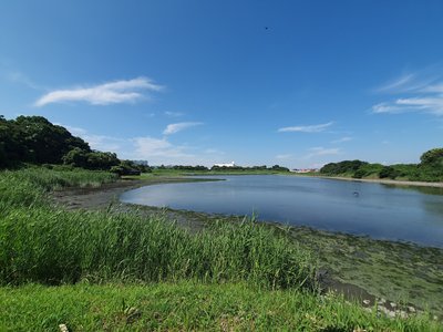 🐦 도쿄항 야조 공원(도쿄코 야초 코엔) 이미지 2